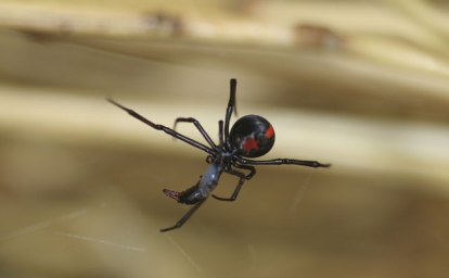 Redback Spider with interesting "sauce" on its lunch.