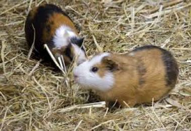 Smooth haired Guinea Pigs